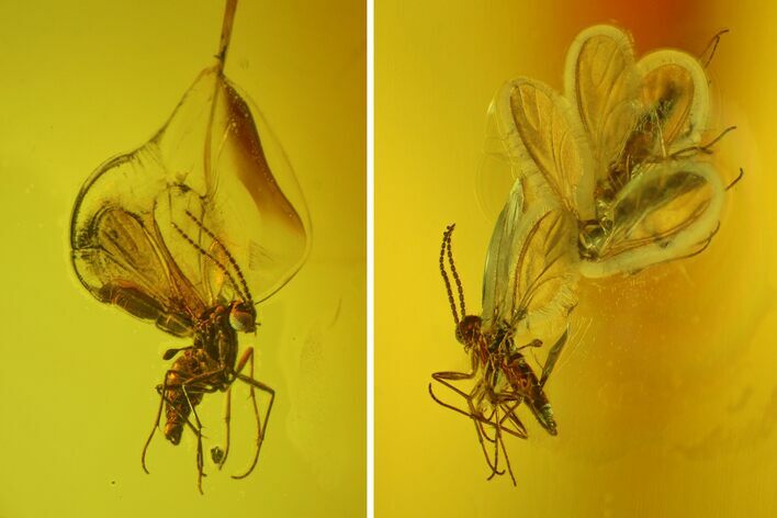 Five Fossil Flies (Diptera) In Baltic Amber #170033